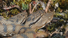 Aspisviper-24