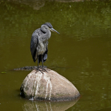 Vogelpark_02