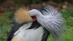 Vogelpark_52