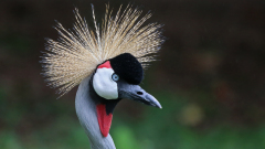 Vogelpark_55