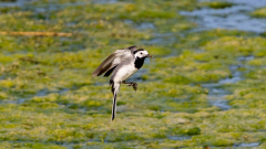 Bachstelze-im-Flug