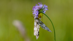 Fest-im-Griff-der-veraenderlichen-Krabbenspinne