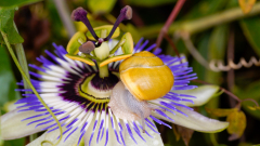 Weissbuendige-Baenderschnecke-auf-Passionsbluete