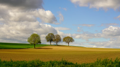 Pfalz im Frühling