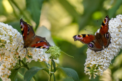 Tagpfauenauge (Edelfalter) - Aglais io