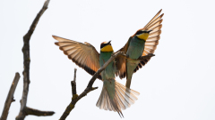 Bienenfresser-im-Anflug