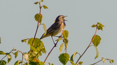 Blaukehlchen