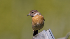 Braunkehlchen