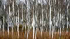 Birkenwald-mal-anders