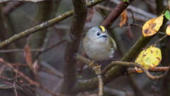 Wintergoldhaehnchen