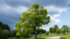 Mein-Freund-der-Baum-1