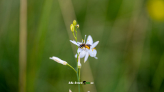 Bienchen-im-Pollenrock