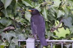 22-04-6-FF-Neugierige-Amsel1