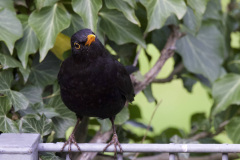 22-04-7-FF-Neugierige-Amsel2