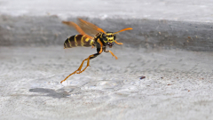 Fliegende-Wespen-am-Wasser-01