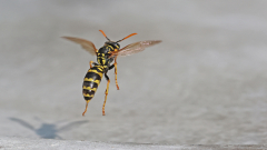 Fliegende-Wespen-am-Wasser-02