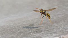 Fliegende-Wespen-am-Wasser-03