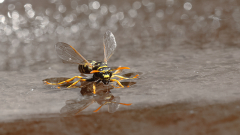 Fliegende-Wespen-am-Wasser-04