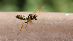 Fliegende-Wespen-am-Wasser-05