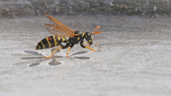 Fliegende-Wespen-am-Wasser-06