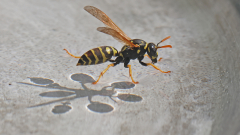 Fliegende-Wespen-am-Wasser-07