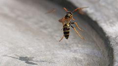 Fliegende-Wespen-am-Wasser-09