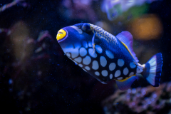 10-Drueckerfisch