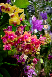 12-Orchideenhaus-auf-der-Insel-Mainau