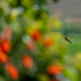 14-Bienenfresser-farbenfroh
