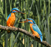 19-Ein-kleiner-Fisch-ist-besser-als-kein-Fisch-