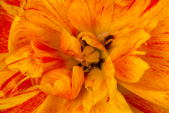 23-Tulpenpracht