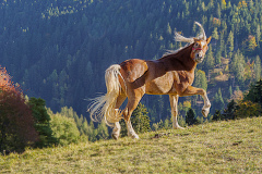 Platz_2.1_21_Punkte_Bild_6-P.-Stahl-P1337756-3