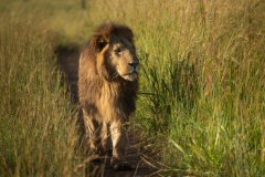Platz_5.1_5_Punkte_Bild_9-Sonja-Rinderle-Simba-streift-durch-sein-Revier