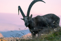 Platz_6.1_4_Punkte_Bild_16-Der-Koenig-der-Berge_Hans-Schoenberger