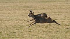 2.-Platz_632-Punkte_Fluchtinstinkt-Ricke-und-Bock-RM.-