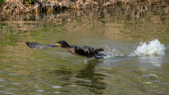 6.-Platz_508-Punkte_Kormoran-startet_Brouwershaven_H.W.-Thielen