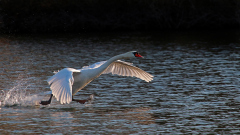 13-Schwan