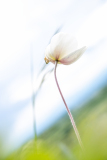 03_Zu-Besuch-bei-der-Kaiserstuhl-Anemone