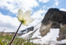 20_Alpenkuhschelle