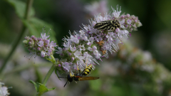 02-Bienenwolf-Ackerwindenbunteulchen
