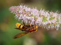 13-Hornissenschwebfliege
